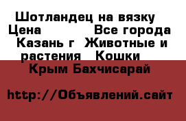 Шотландец на вязку › Цена ­ 1 000 - Все города, Казань г. Животные и растения » Кошки   . Крым,Бахчисарай